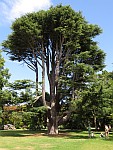 Atlas Cedar